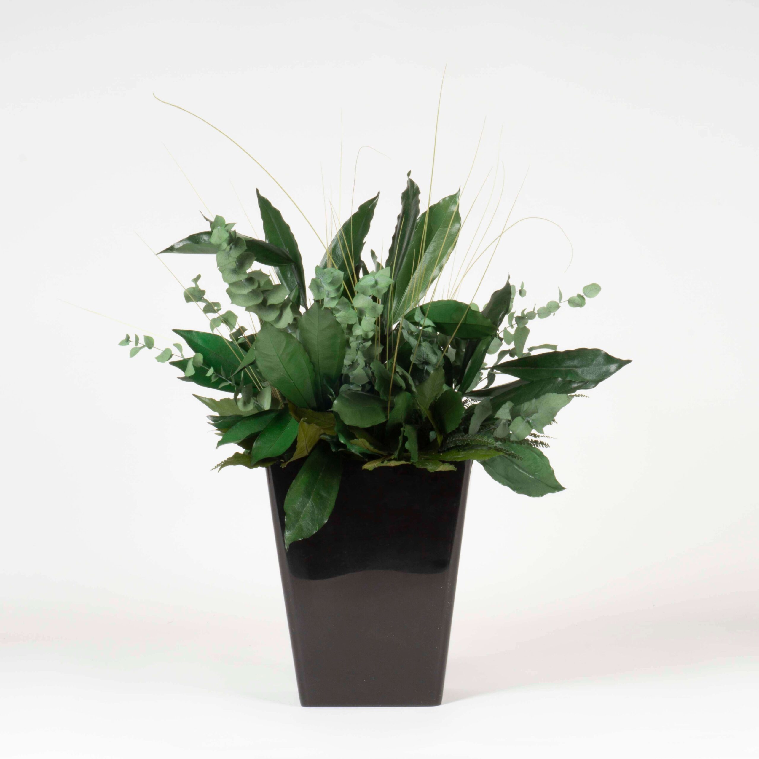 Pianta stabilizzata Tropical