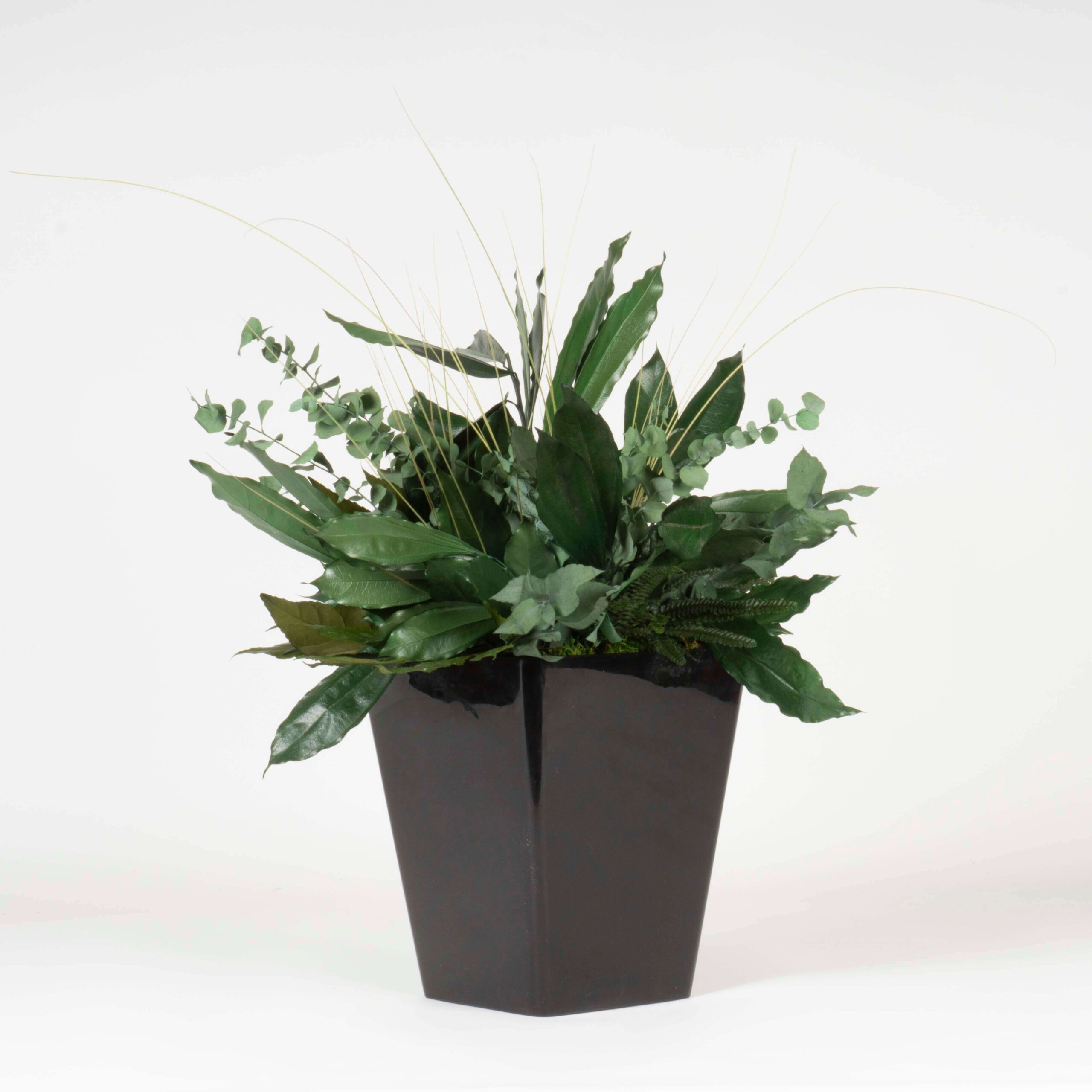 Pianta stabilizzata Tropical - immagine 2