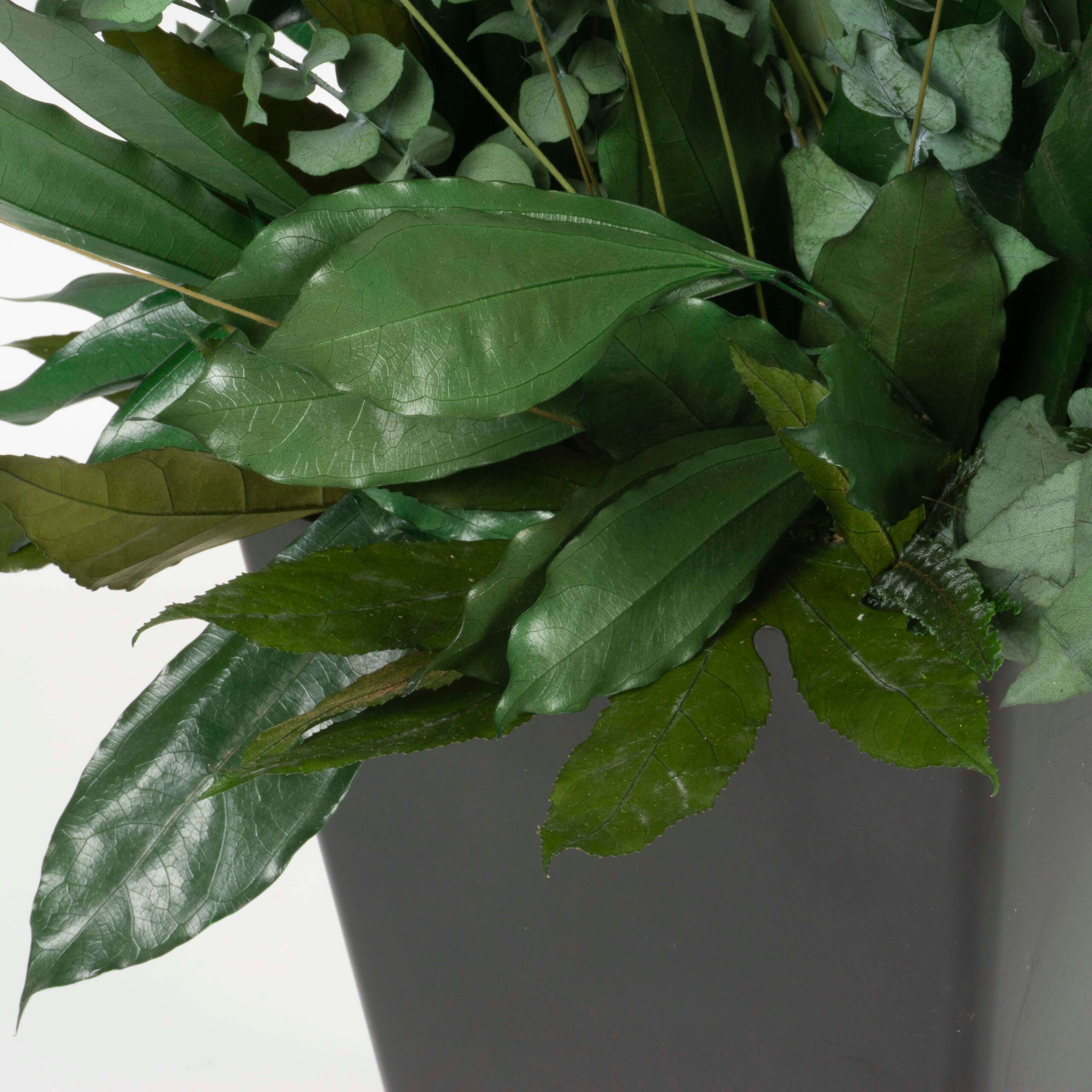 Pianta stabilizzata Tropical - immagine 3