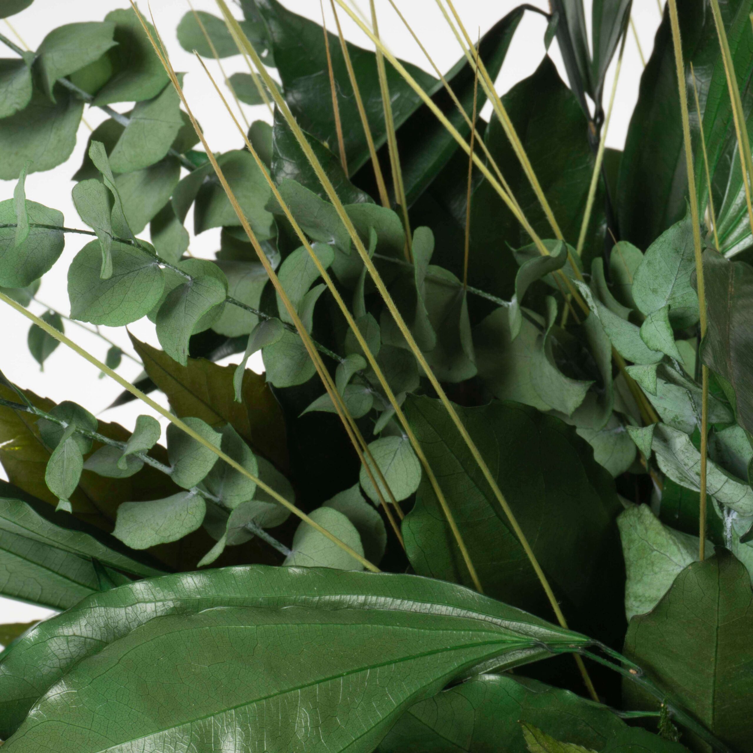 Pianta stabilizzata Tropical - immagine 4