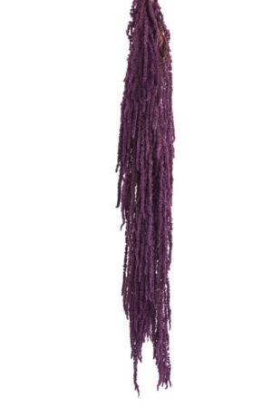 Amaranthus Purple