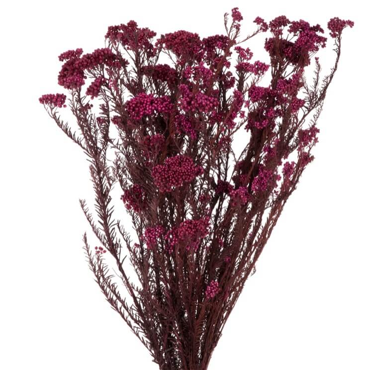 Helychrisium Diosmi Rosso