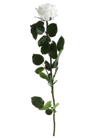 Rosa con stelo bianca