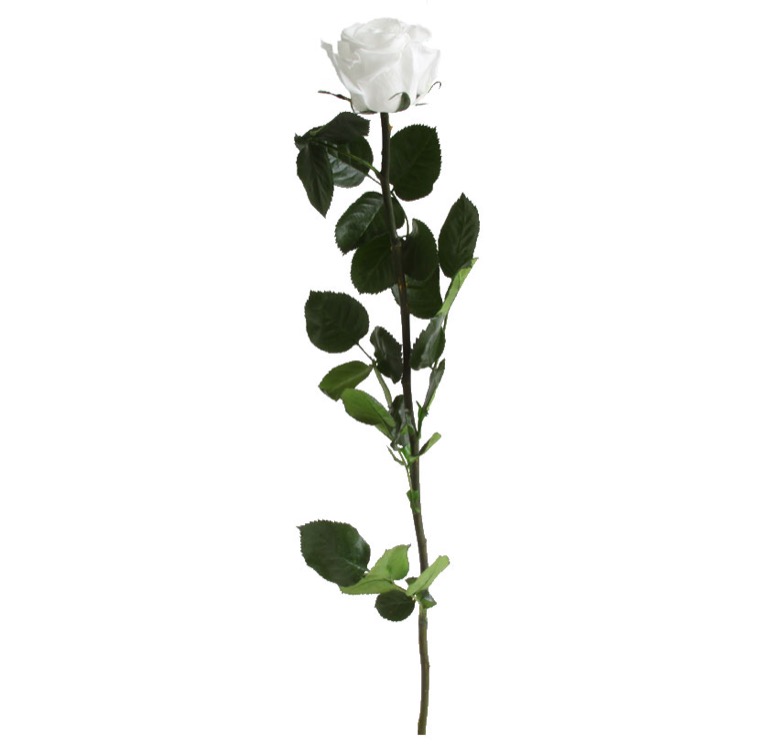 Rosa con stelo bianca