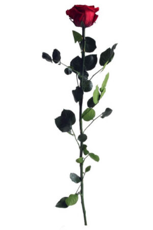 Rosa con stelo borgogna