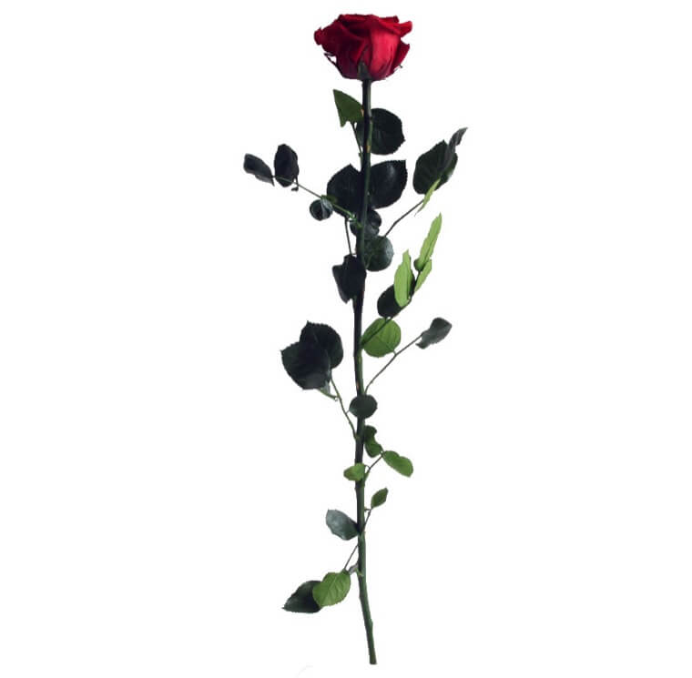 Rosa con stelo borgogna