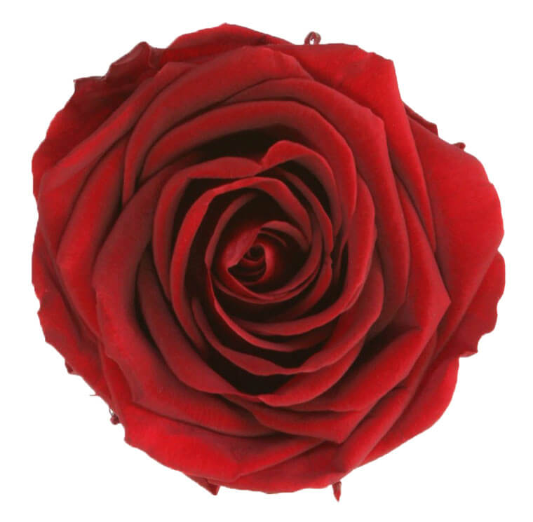 Rosa con stelo borgogna - immagine 3