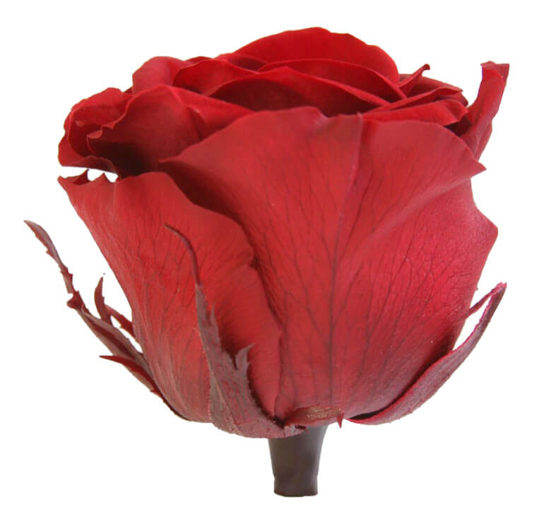 Rosa con stelo borgogna - immagine 4