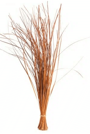 Beargrass arancio