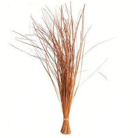 Beargrass arancio