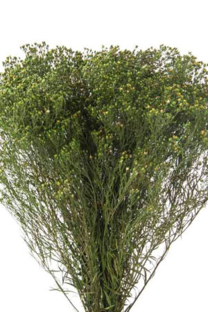 Broom verde