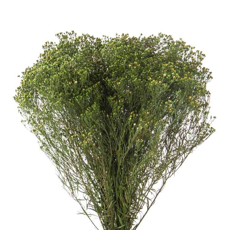 Broom verde