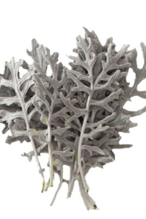 Cineraria stabilizzata