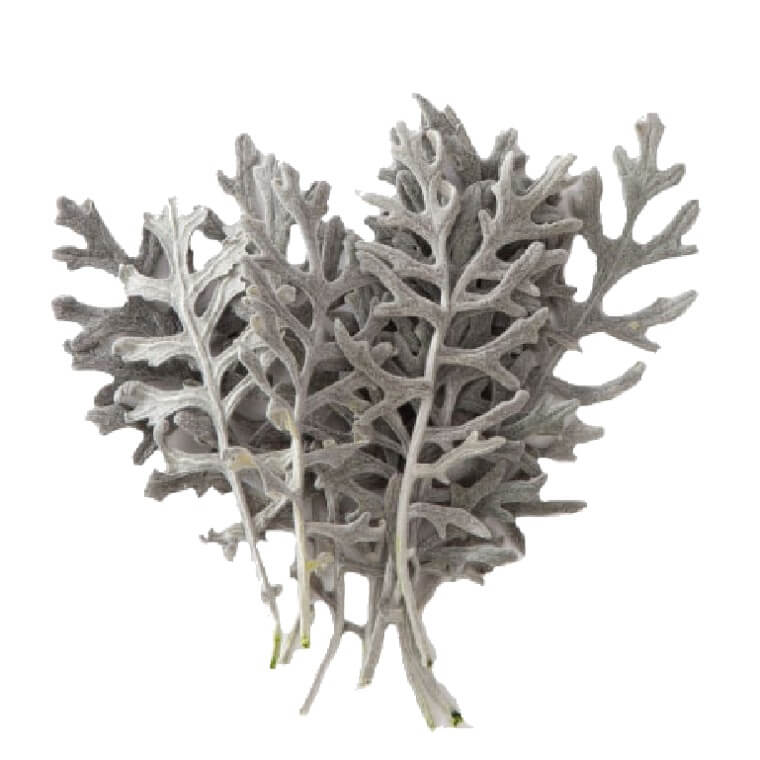 Cineraria stabilizzata