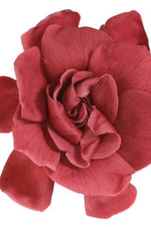 Box Gardenia stabilizzata