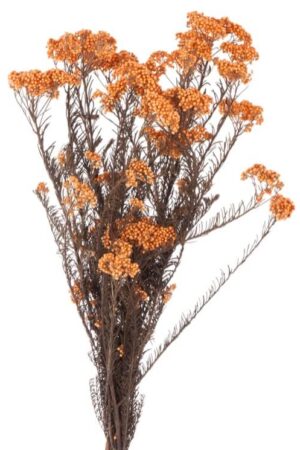 Helychrisium Diosmi Arancio