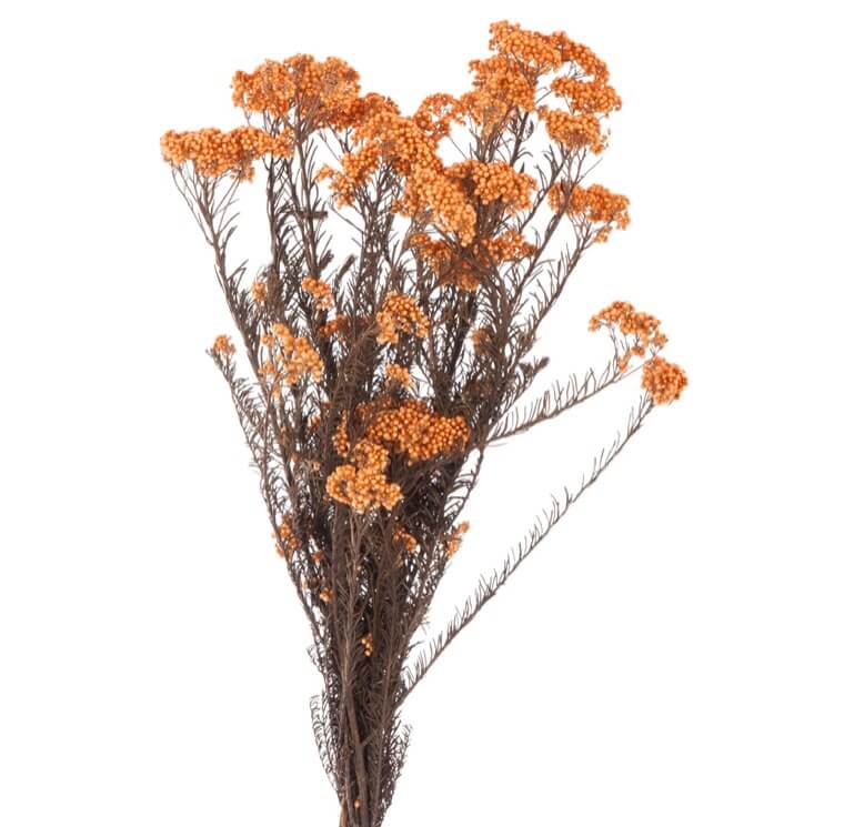Helychrisium Diosmi Arancio
