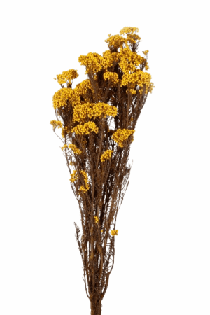 Helychrisium Diosmi Giallo
