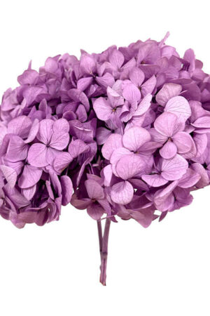 Hydrangea lilla stabilizzata