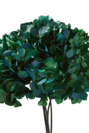 Hydrangea stabilizzata verde/blu