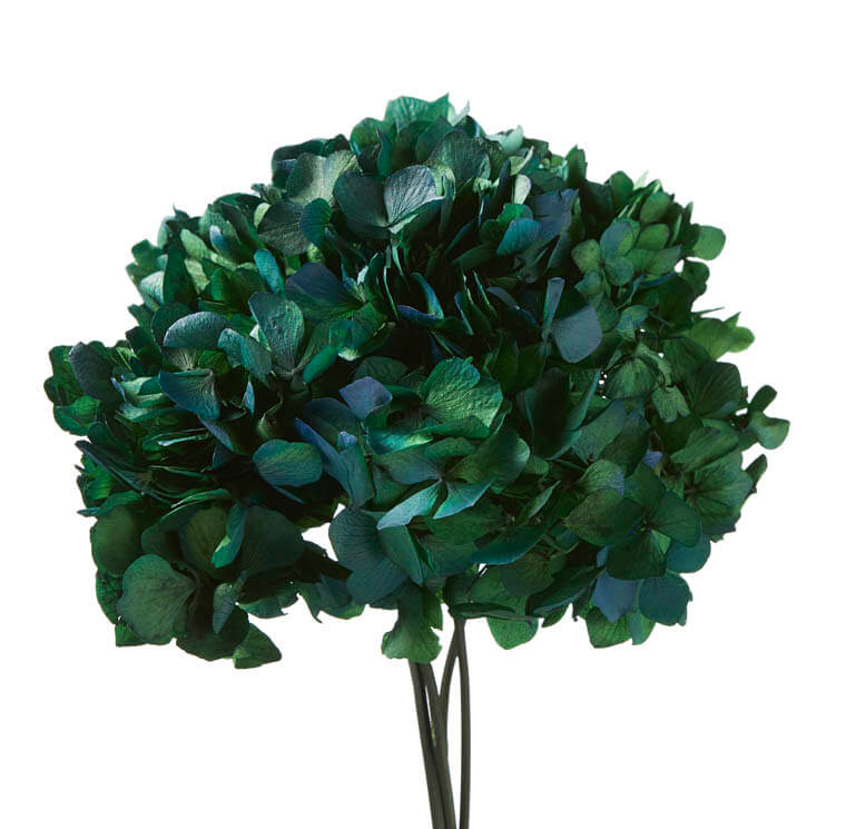 Hydrangea stabilizzata verde/blu