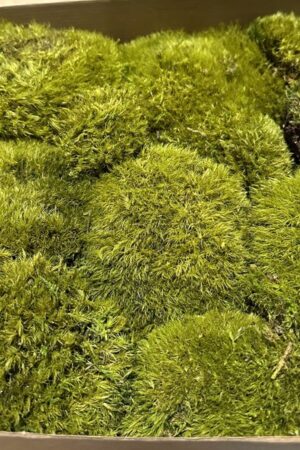 Muschio Mood verde naturale
