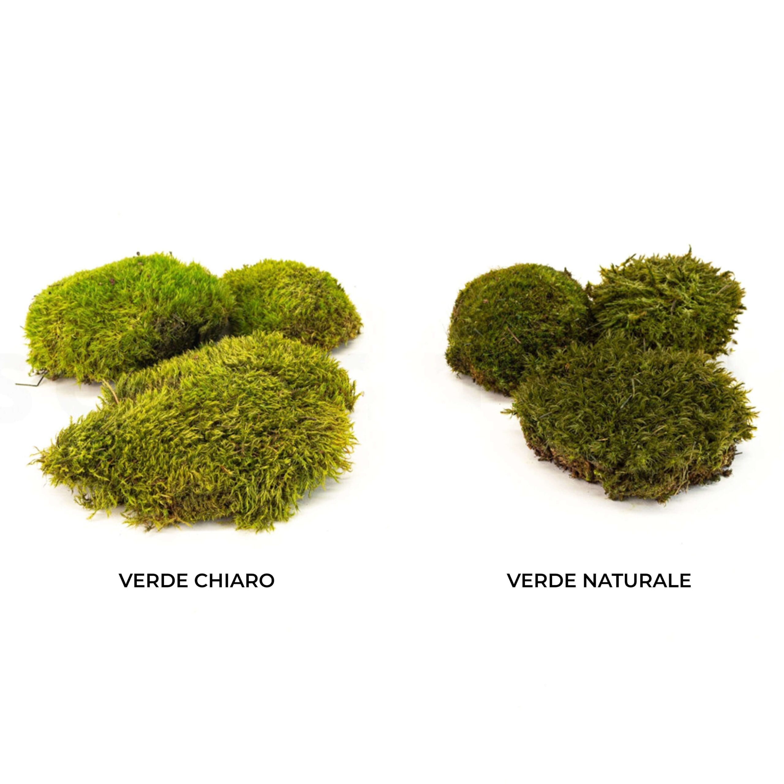 Muschio Mood verde chiaro - immagine 3