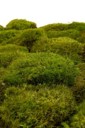 Muschio Mood verde chiaro