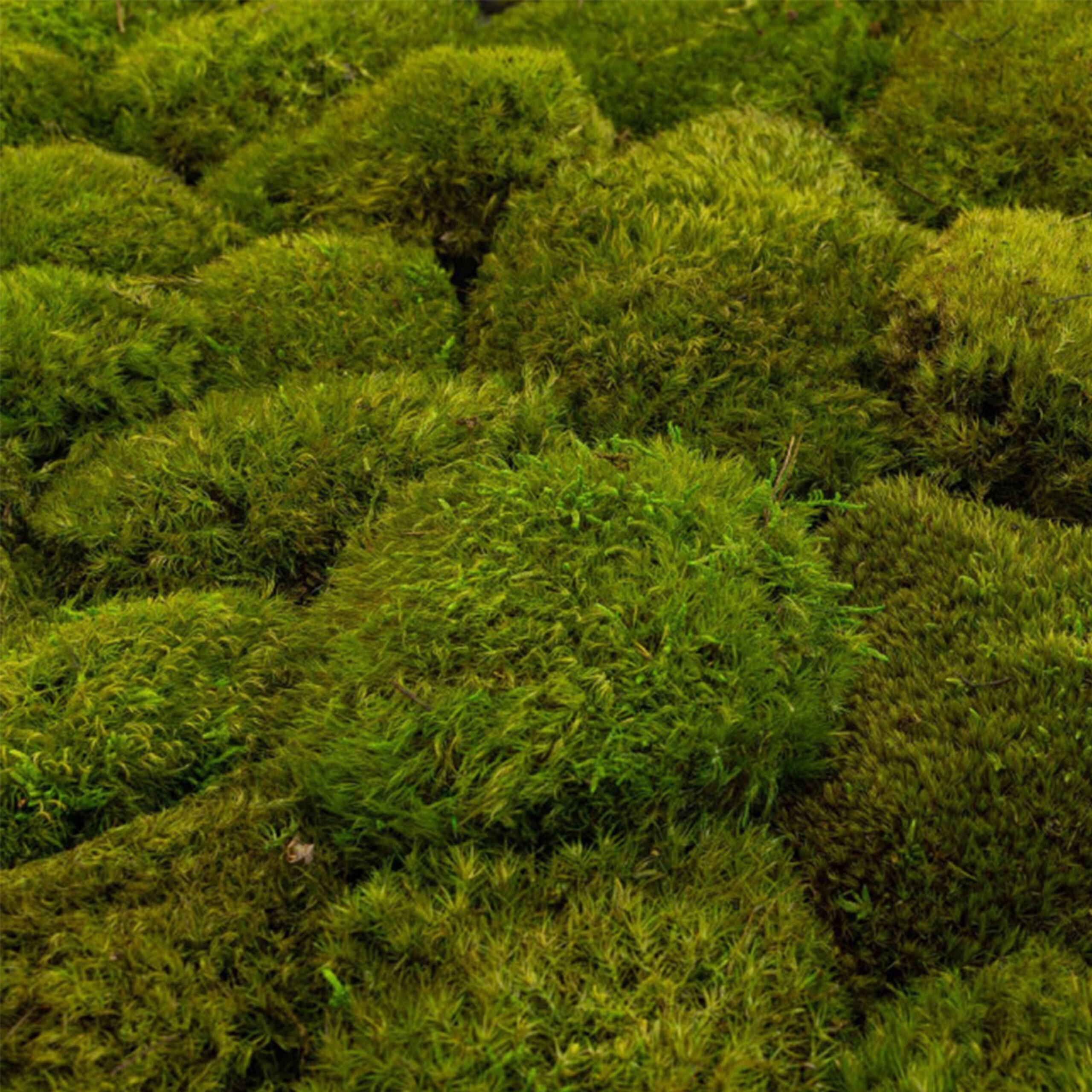 Muschio Mood verde chiaro - immagine 2