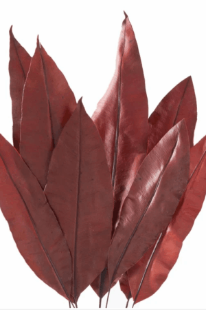 Foglie tropicali rosse