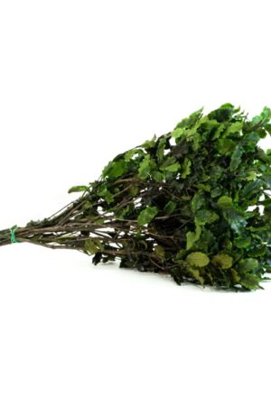 Pitosforo verde