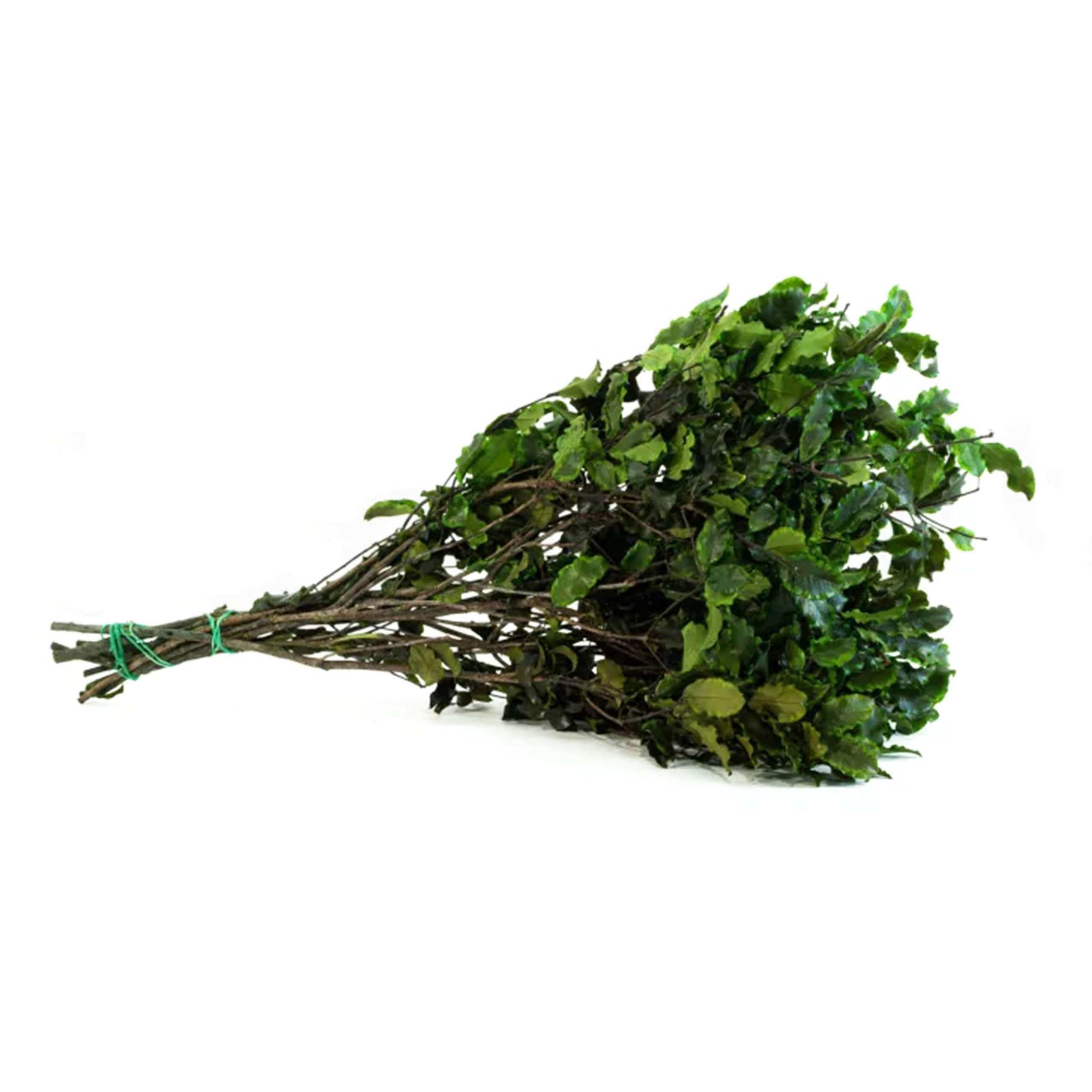 Pitosforo verde