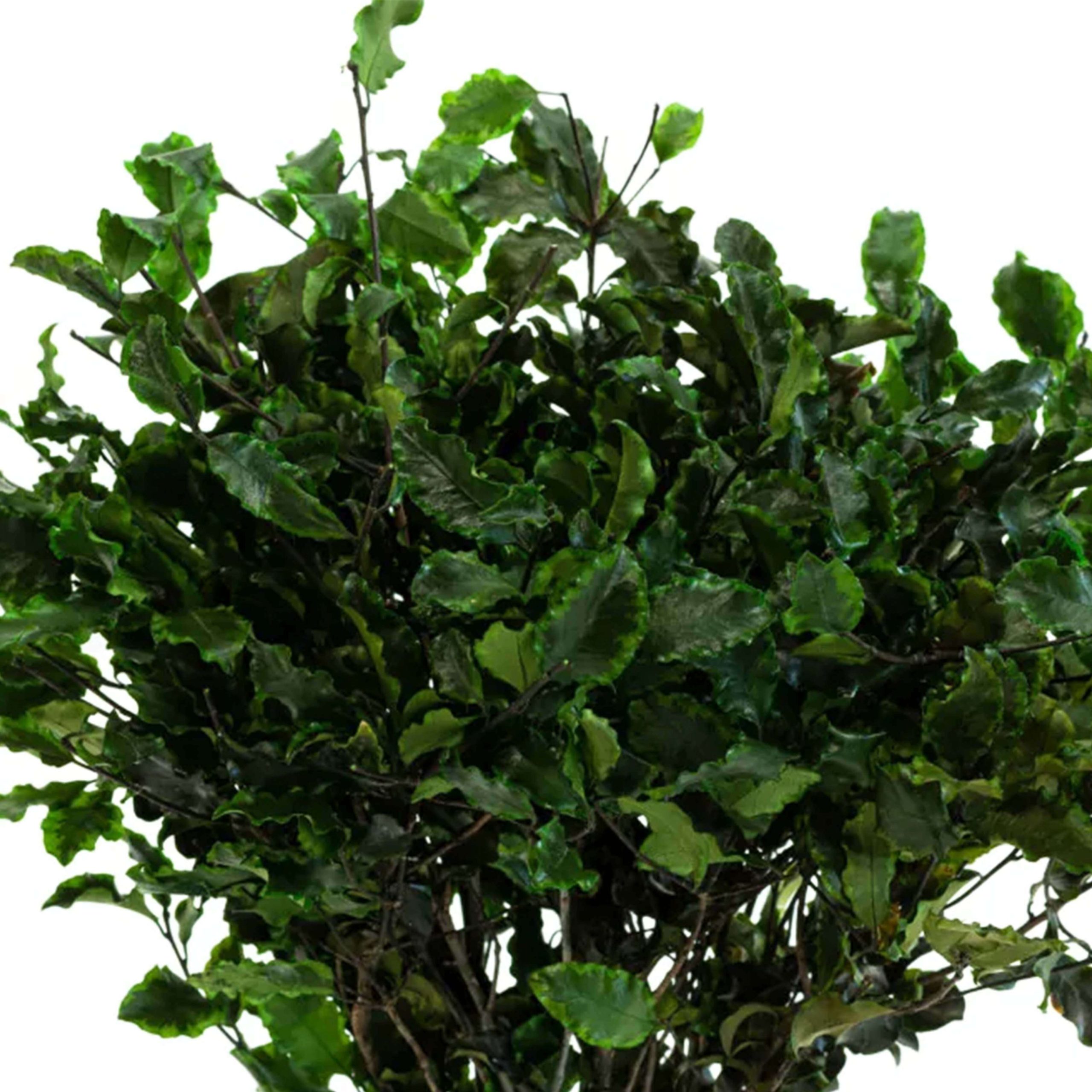 Pitosforo verde - immagine 2