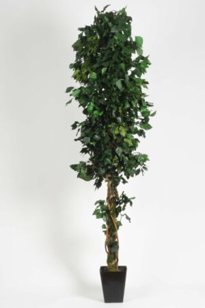 Albero Edera stabilizzata