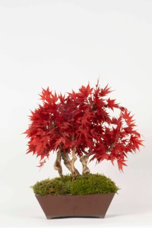 Bonsai Acero stabilizzato