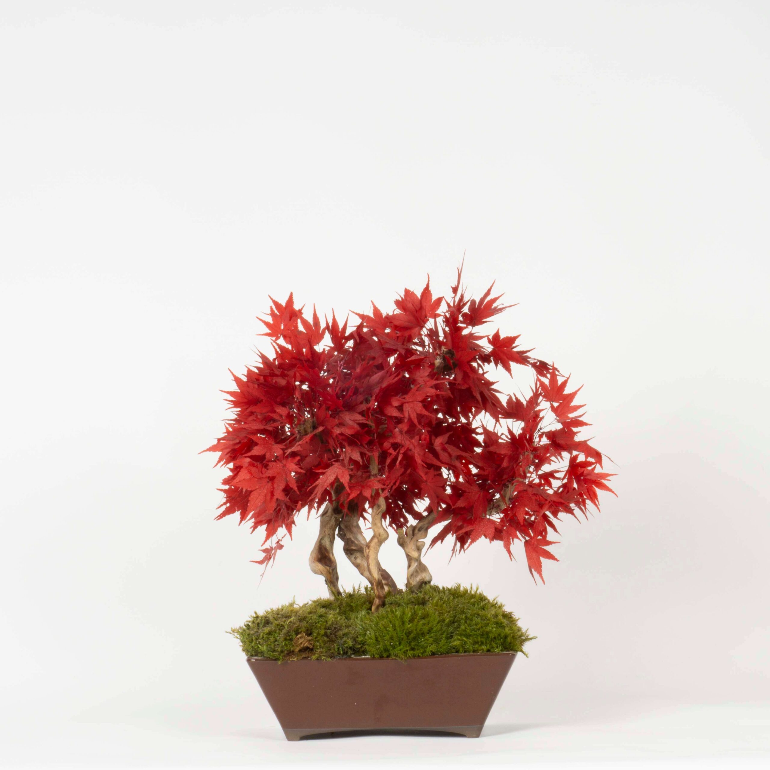 Bonsai Acero stabilizzato