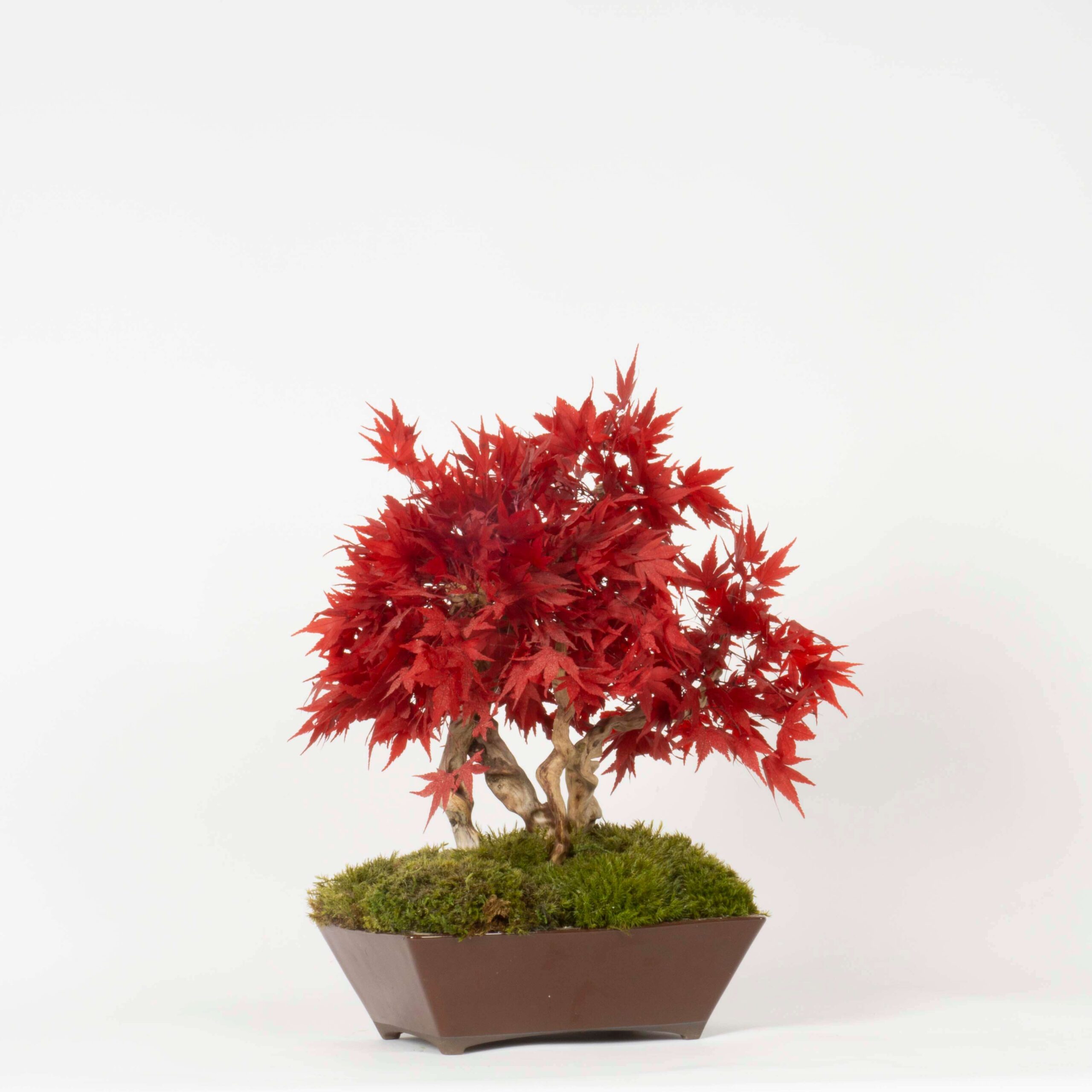 Bonsai Acero stabilizzato - immagine 2