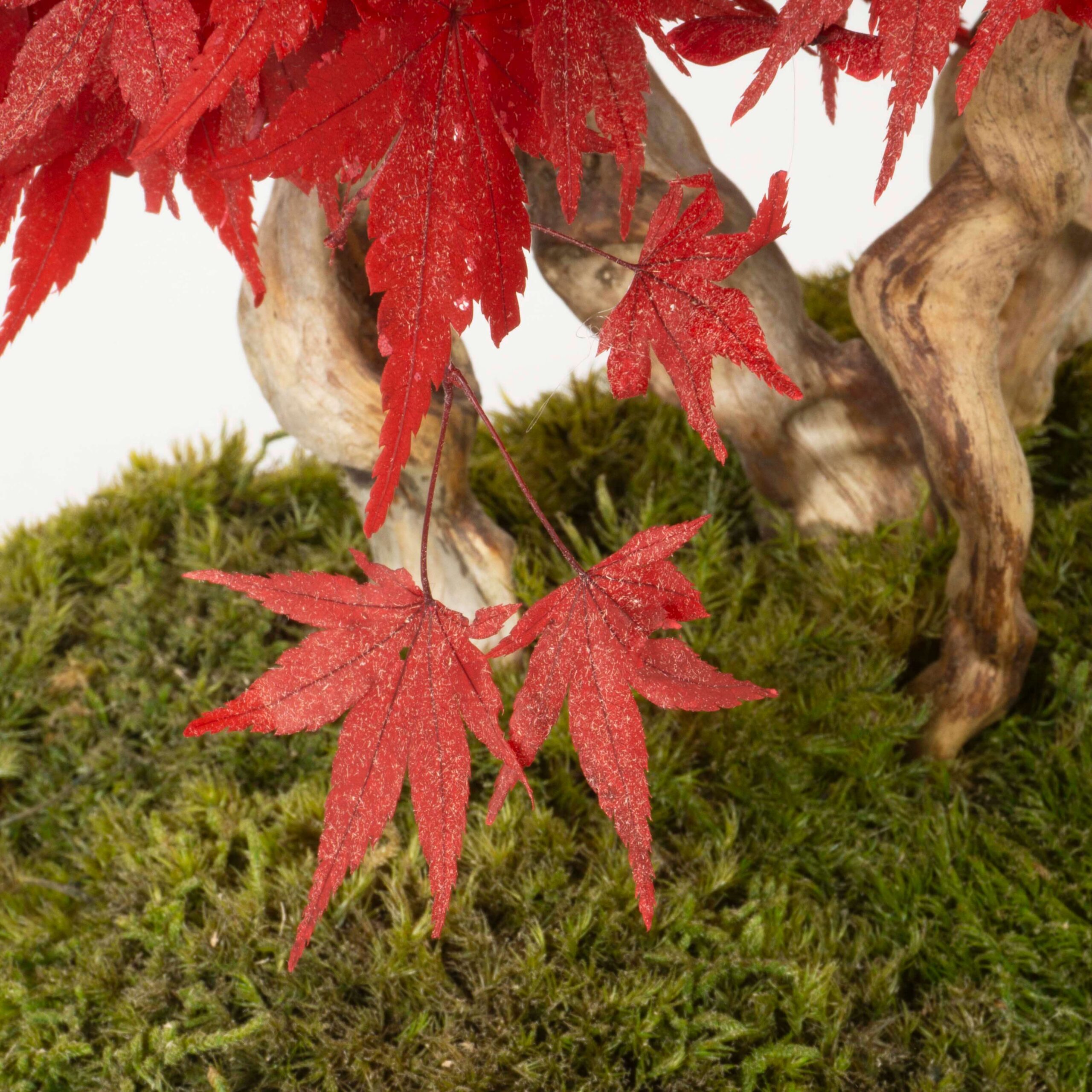 Bonsai Acero stabilizzato - immagine 4