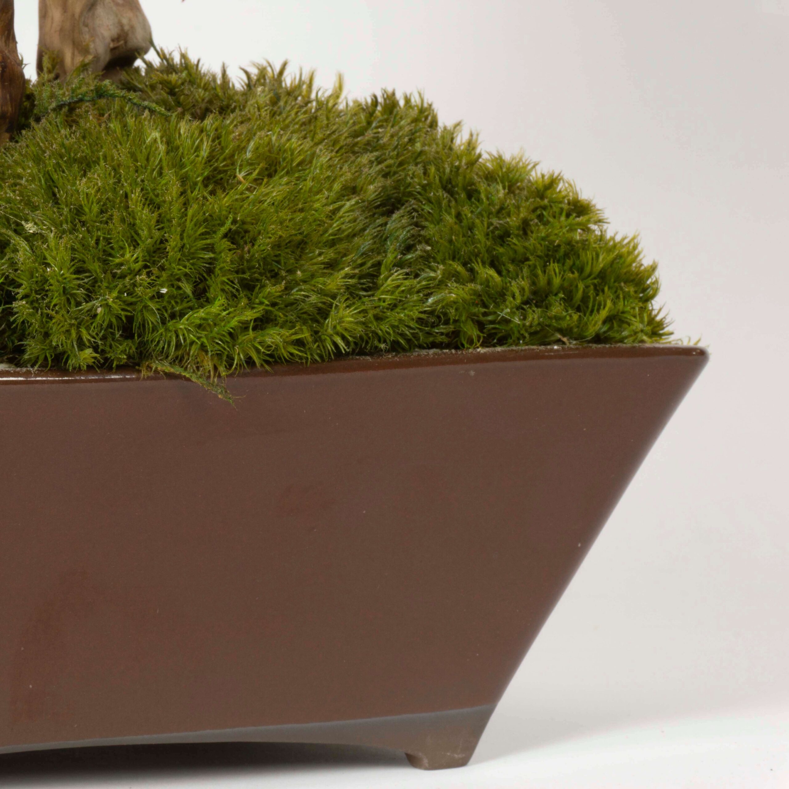 Bonsai Acero stabilizzato - immagine 6