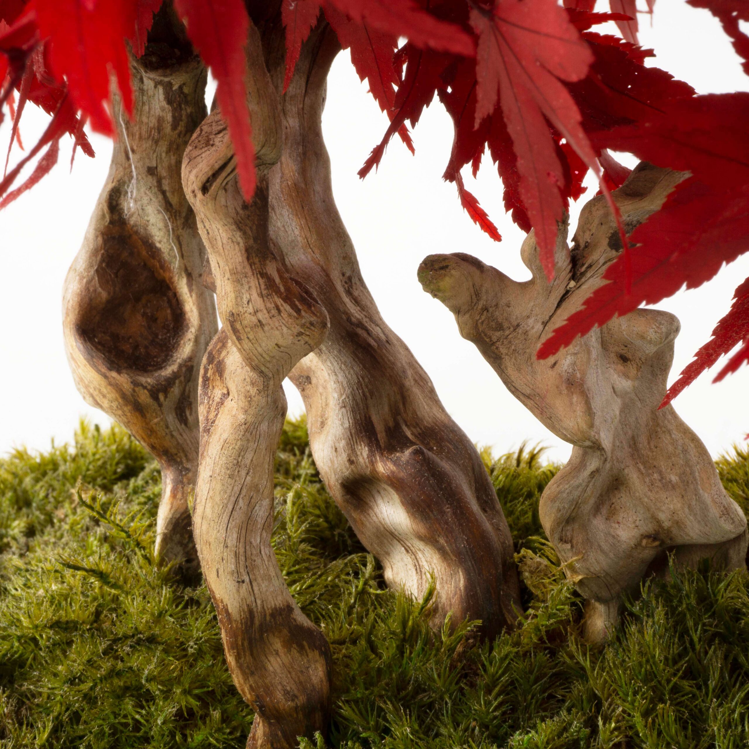 Bonsai Acero stabilizzato - immagine 3