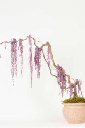 Bonsai Amaranto