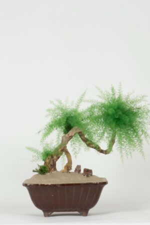 Bonsai Tropicale
