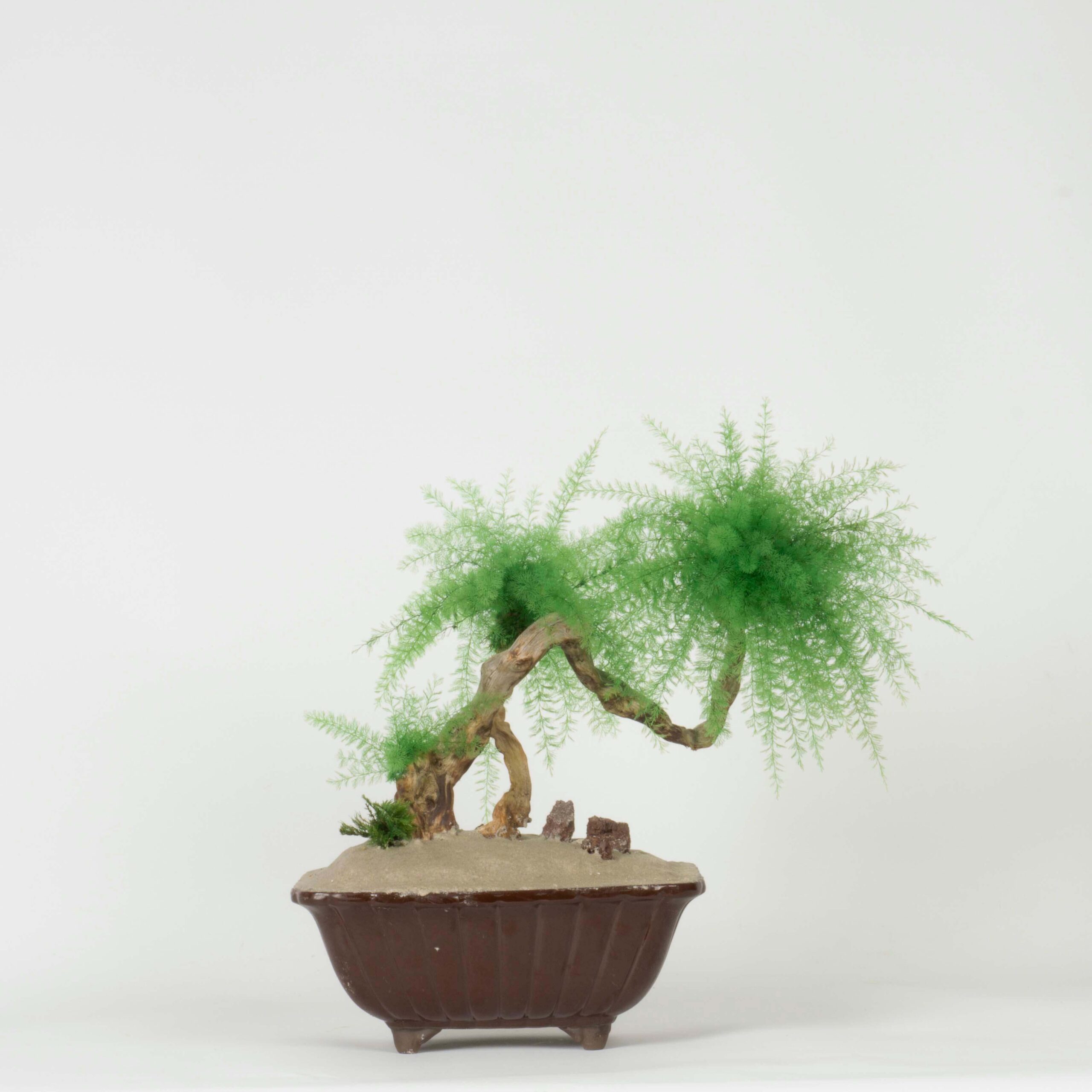 Bonsai Tropicale
