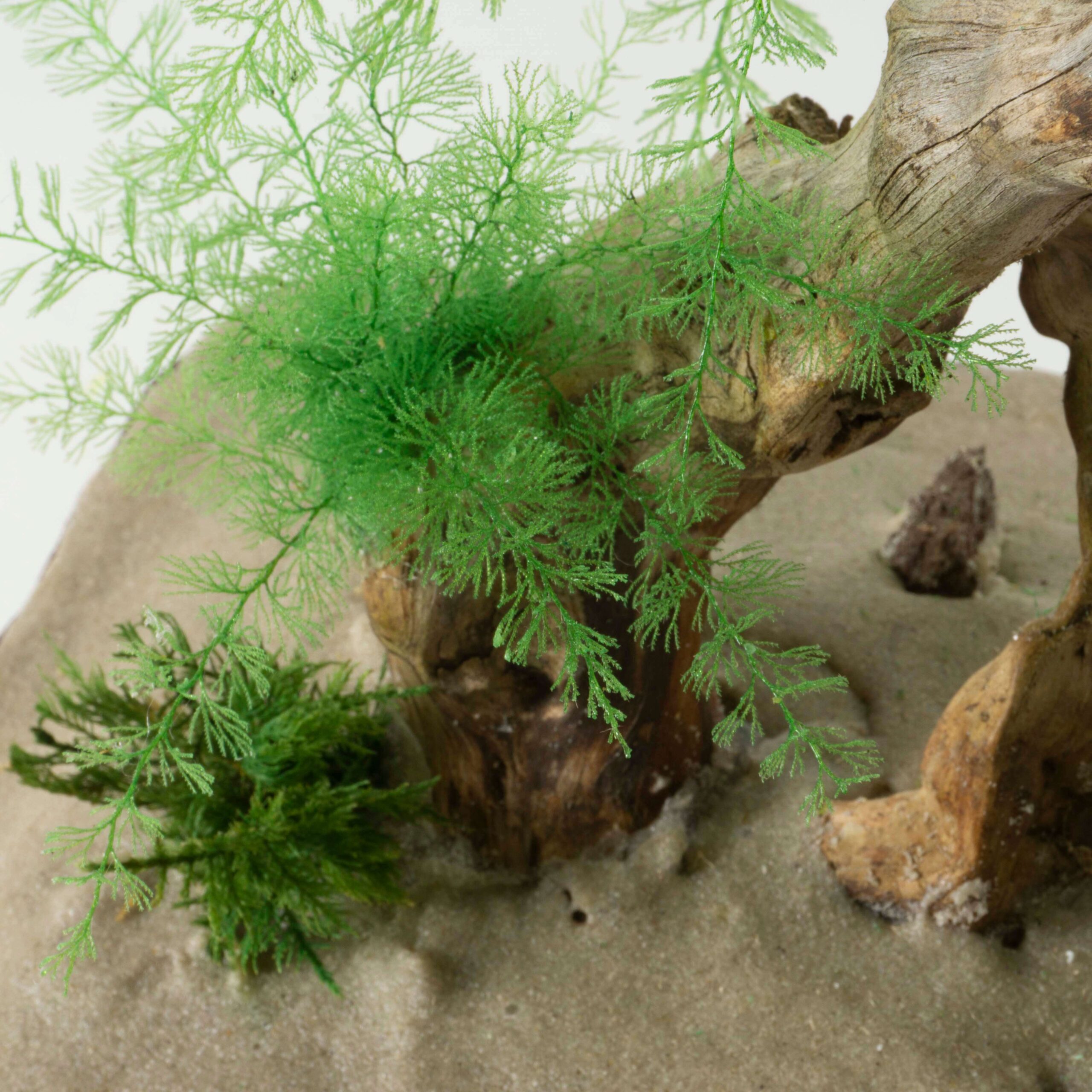Bonsai Tropicale - immagine 7