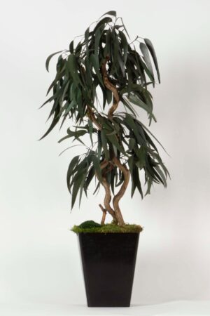 Pianta Eucalipto willow
