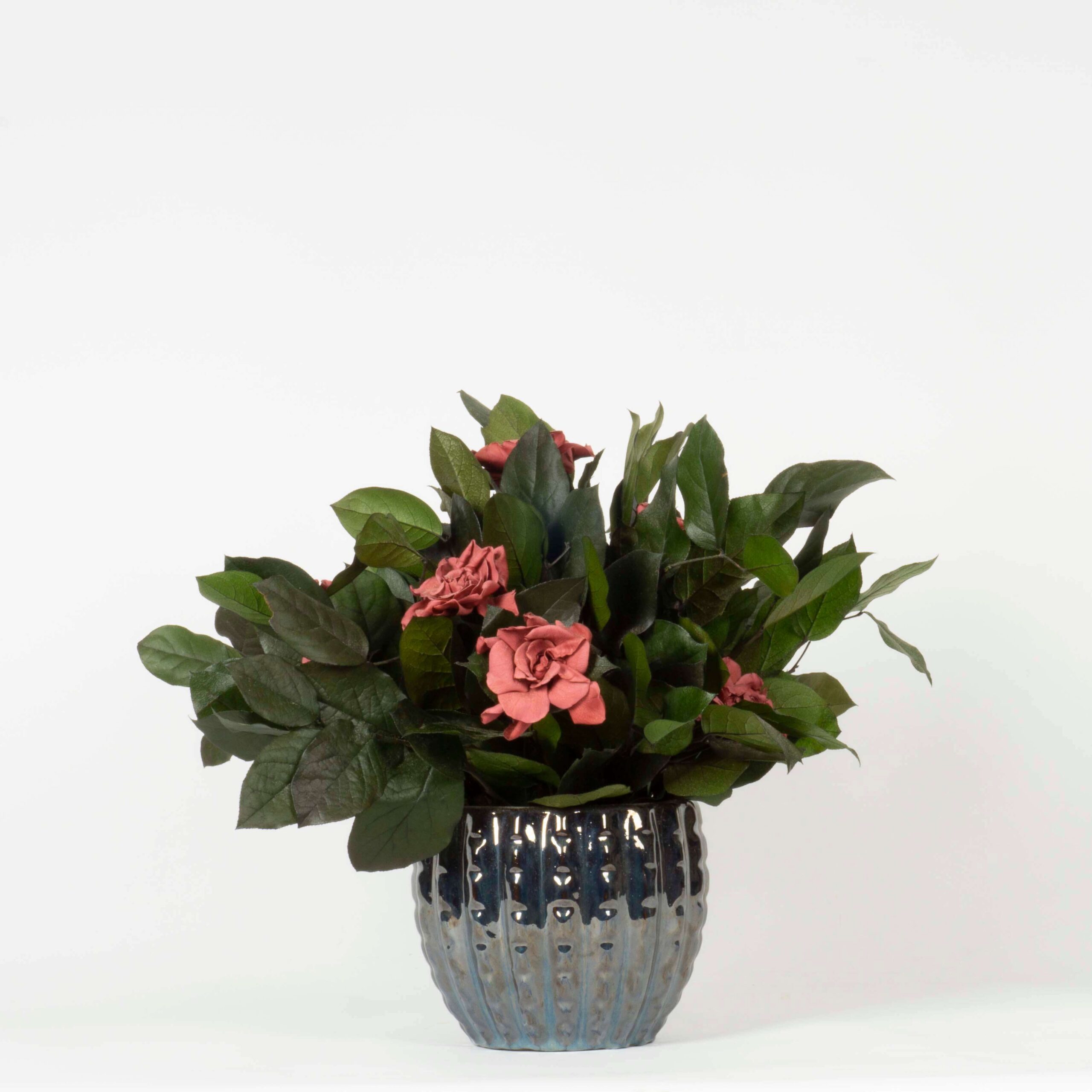 Pianta Gardenia stabilizzata - immagine 2