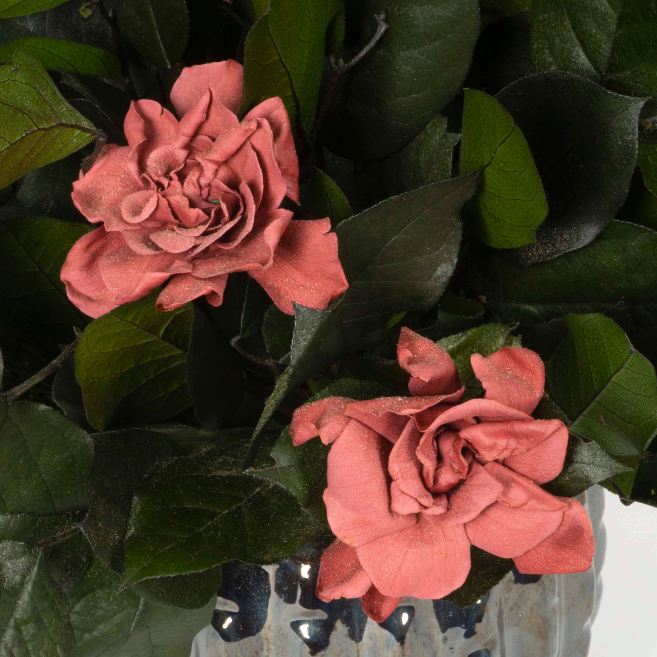 Pianta Gardenia stabilizzata - immagine 3