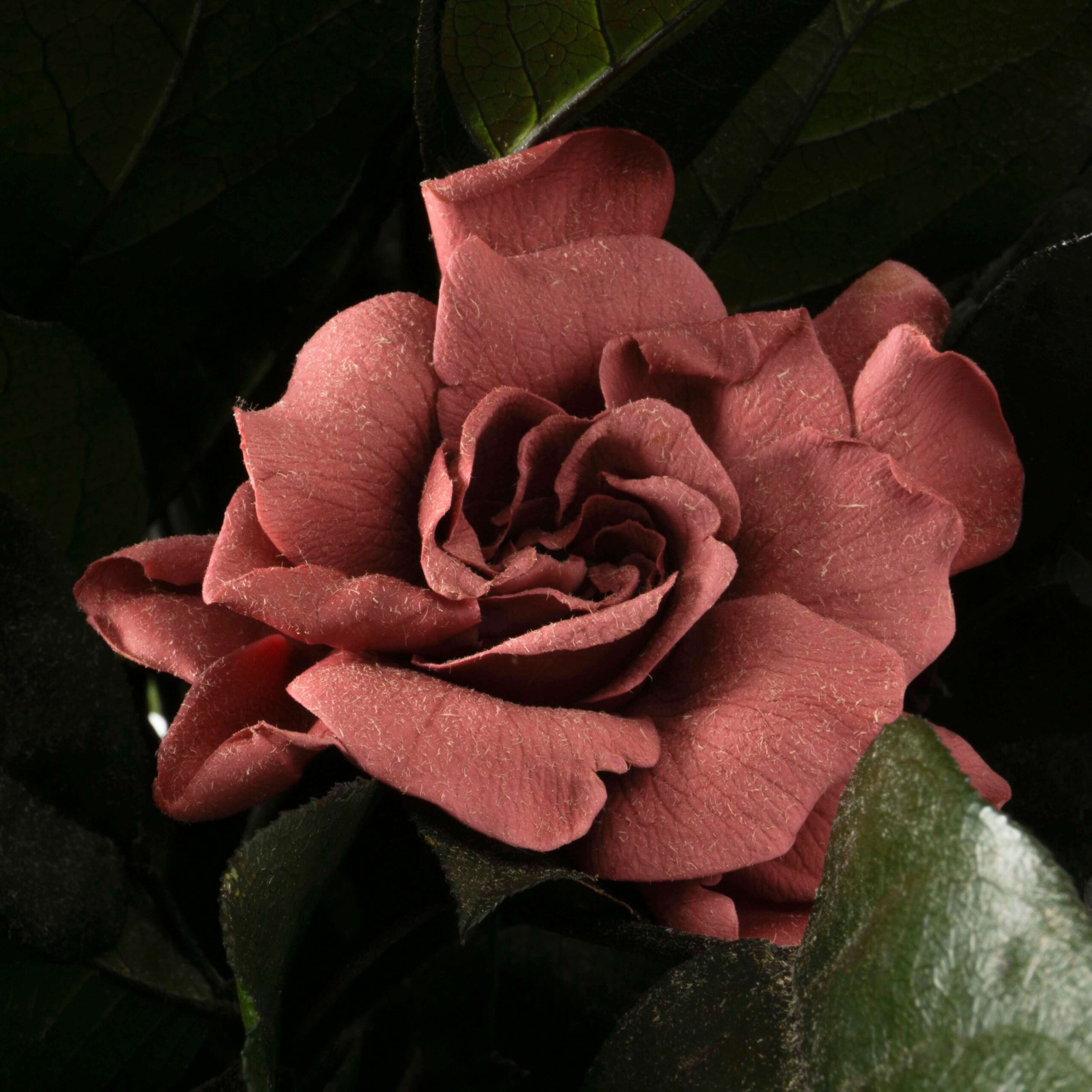 Pianta Gardenia stabilizzata - immagine 4