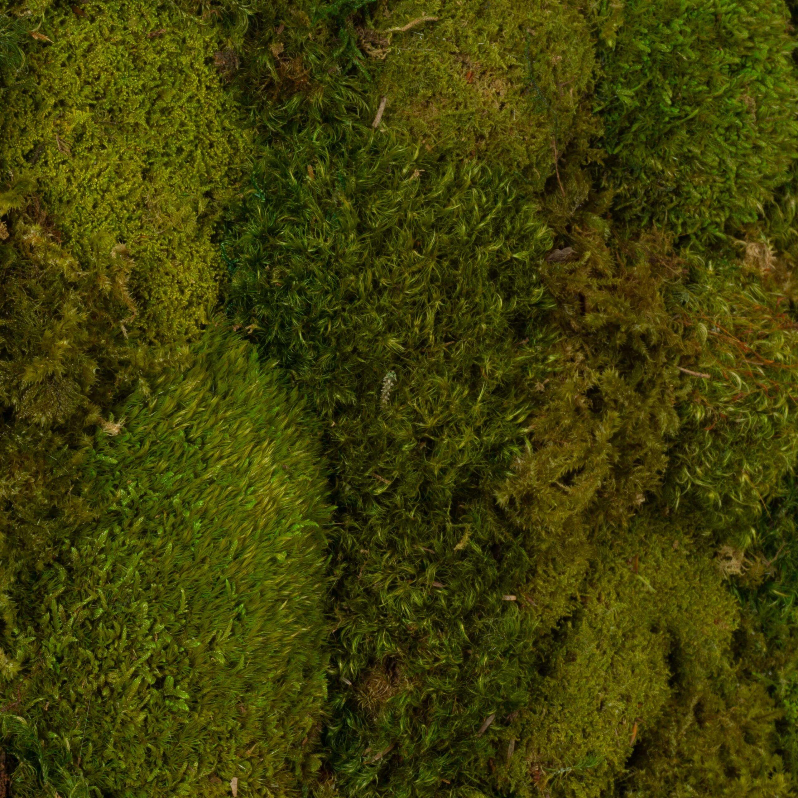 Quadro Bosco - immagine 3