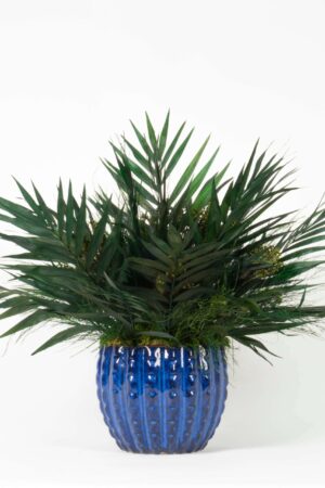 Pianta Fogliame tropicale